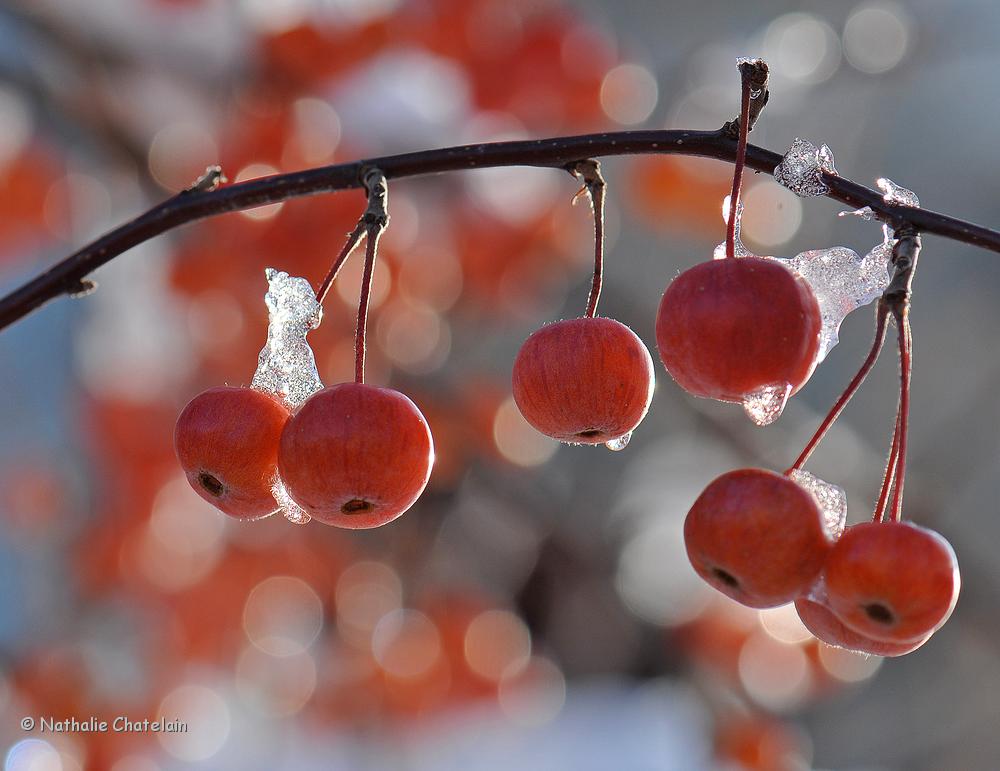 hiver-macro.JPG