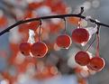 hiver-macro.JPG