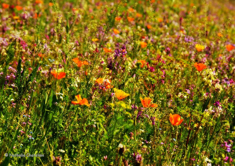 prairie.JPG