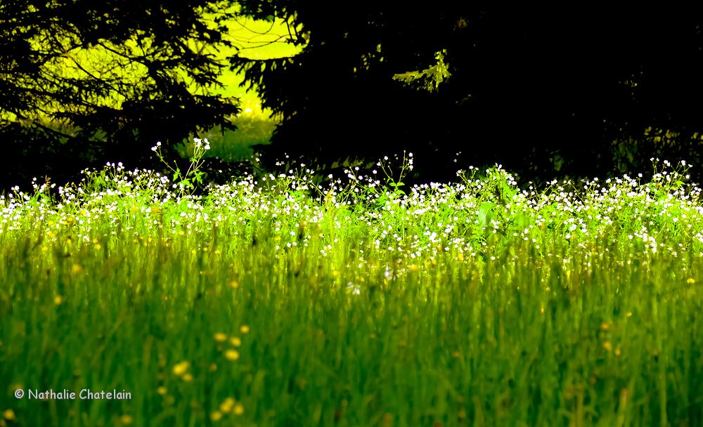 printemps-au-marais-3.jpg