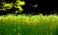 printemps-au-marais-3.jpg