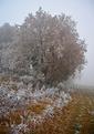 givre-2.JPG