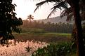 Kerala-Inde-nature-2.JPG
