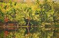 Kerala-Inde-nature.JPG