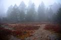 marais-en-hiver-4.JPG
