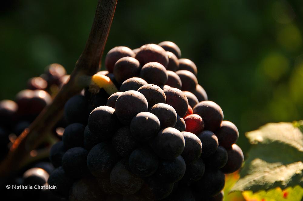 automne-3.JPG