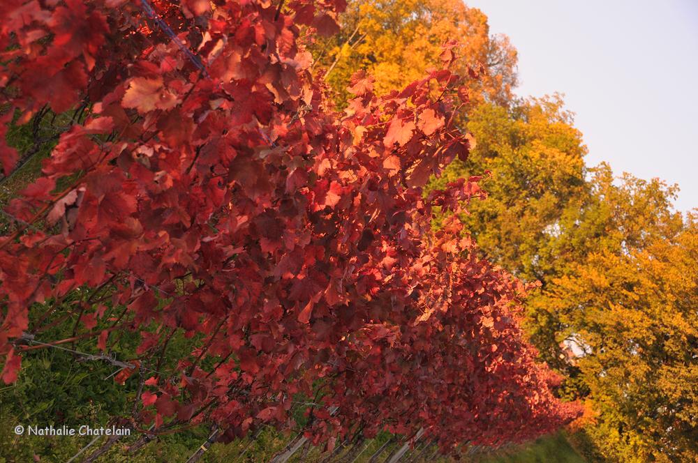 automne-5.JPG