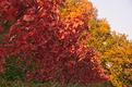 automne-5.JPG