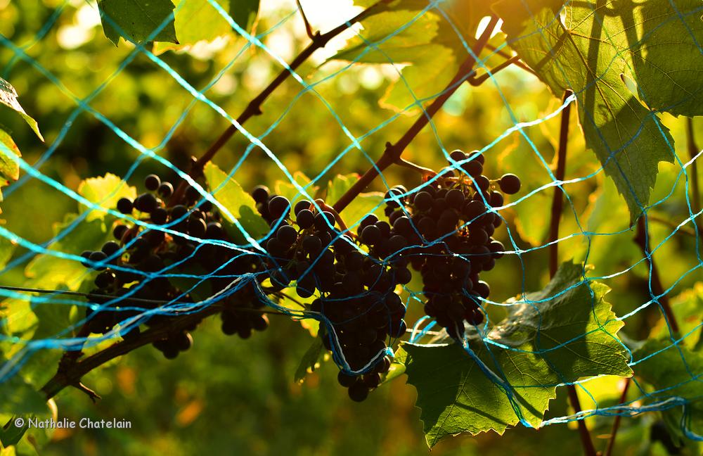 automne-7.JPG