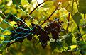 automne-7.JPG