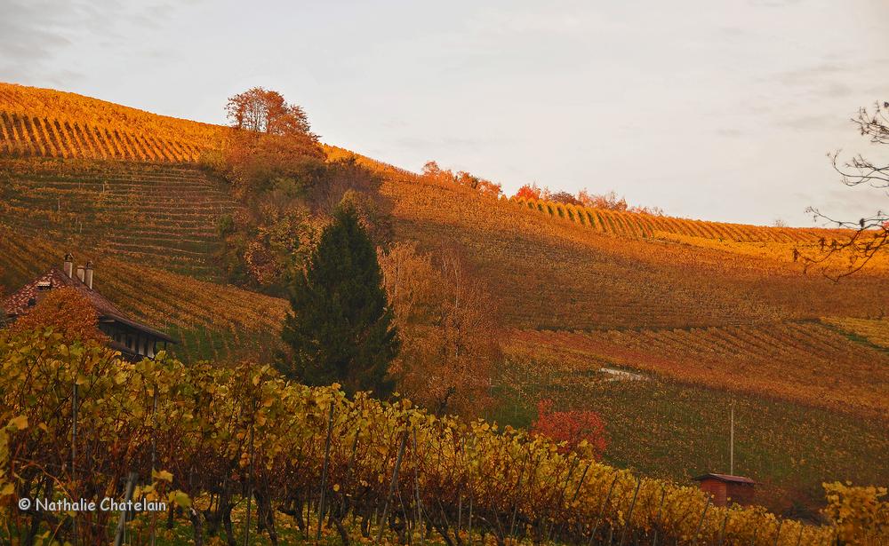 automne-9.JPG