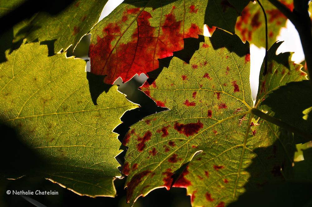 automne.JPG
