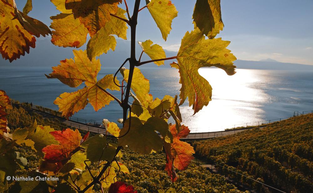 vignes-lavaux-automne-2.JPG