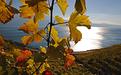 vignes-lavaux-automne-2.JPG