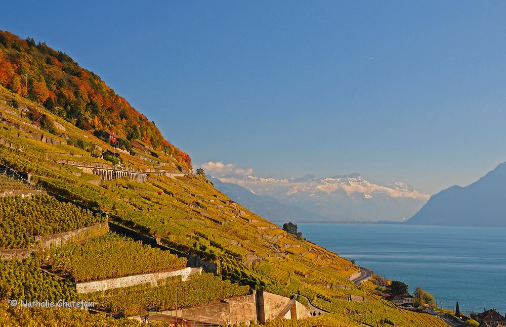 vignes-lavaux-automne.JPG