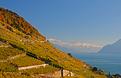 vignes-lavaux-automne.JPG