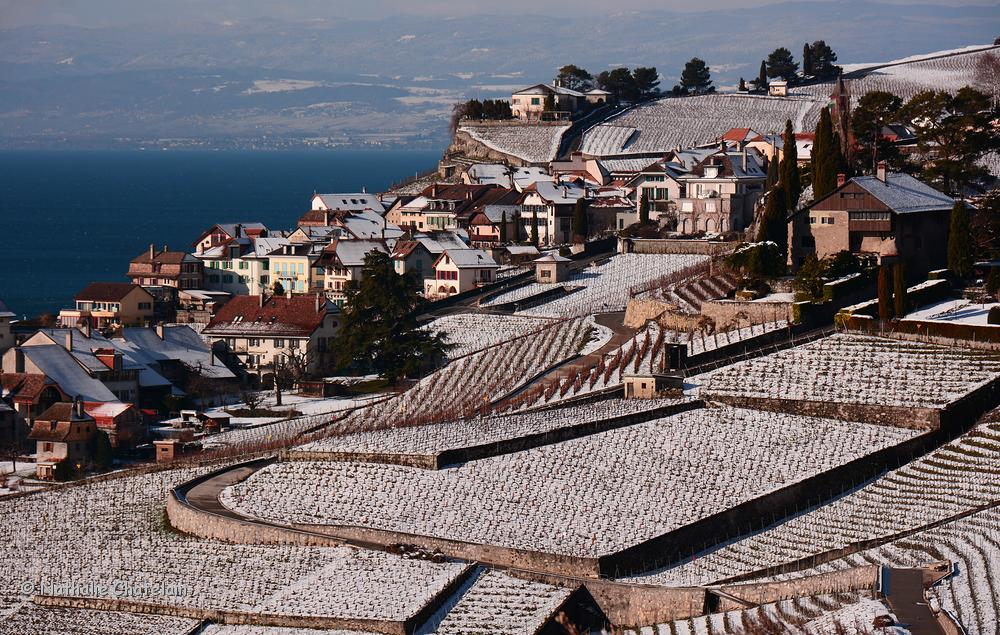 vignes-Lavaux-hiver.JPG