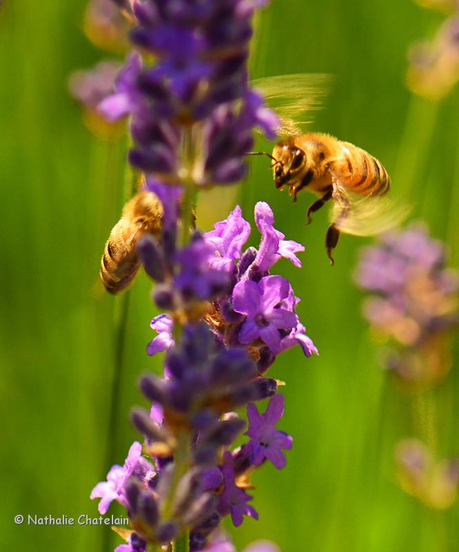 abeille-2.JPG