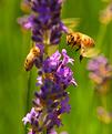 abeille-2.JPG