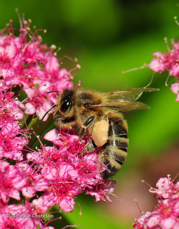 abeille-3.JPG