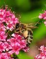 abeille-3.JPG