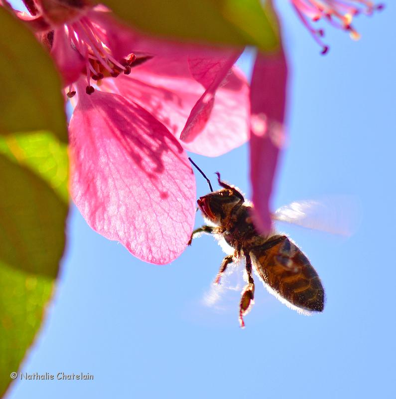 abeille-5.JPG