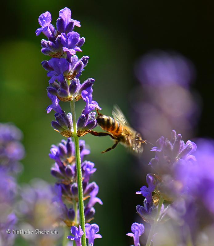 abeille.JPG