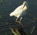 aigrette qui se mire.JPG