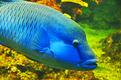 bleu comme un poisson.JPG