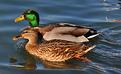 canards-col-vert.JPG