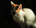 chat-de-lumi&egrave;re.JPG