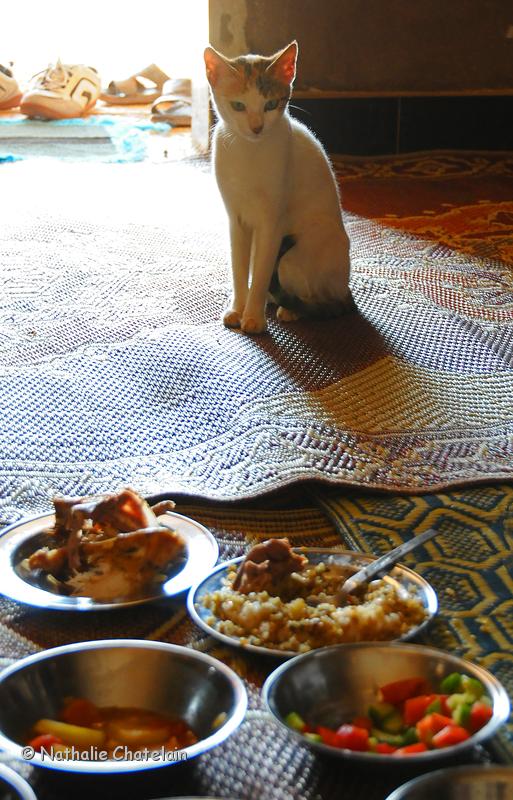 chat-miam-miam.JPG