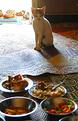 chat-miam-miam.JPG