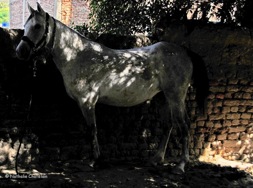 cheval dans l'ombre.JPG