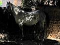cheval dans l'ombre.JPG