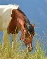 cheval-des-sommets.JPG