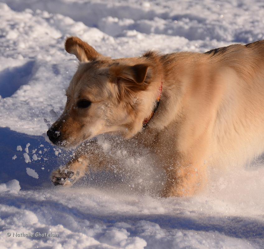 chien-dans-la-neige.JPG