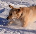chien-dans-la-neige.JPG