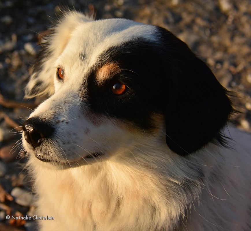 chien-regard-de-velours.JPG