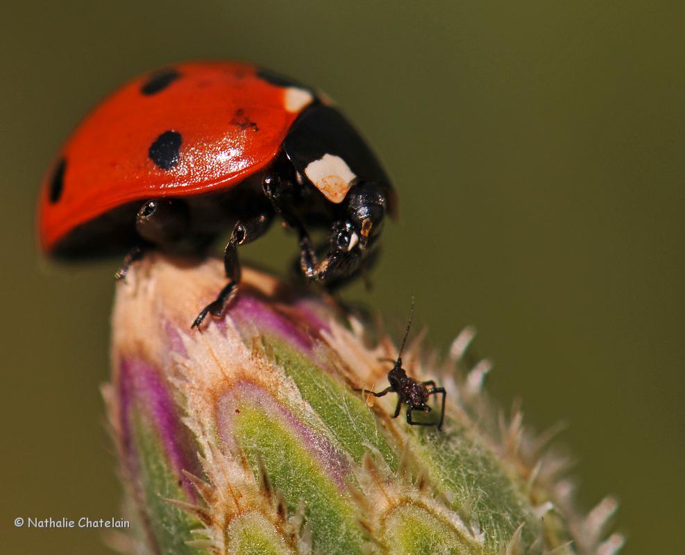 coccinelle.JPG