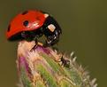 coccinelle.JPG