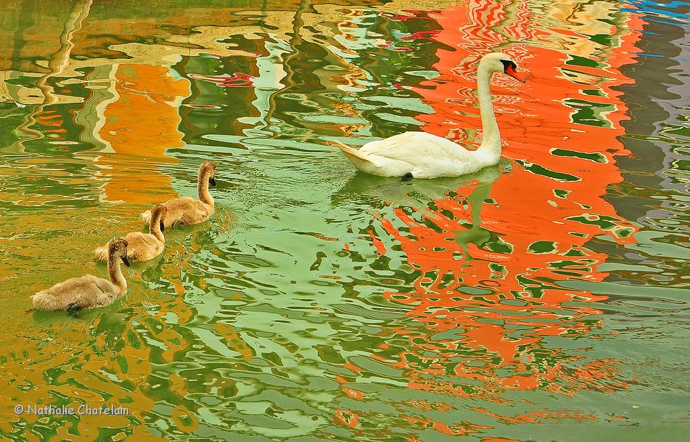 cygne-de-couleurs.JPG