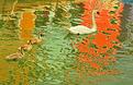 cygne-de-couleurs.JPG