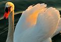 cygne-soleil-couchant.JPG