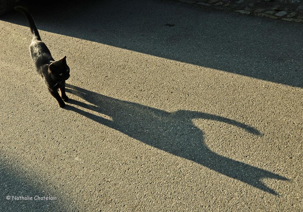 l'ombre-du-chat.JPG