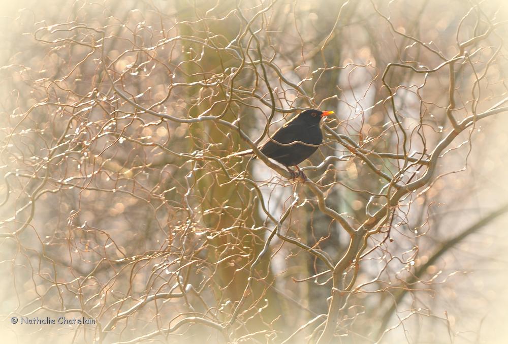 merle-en-hiver.JPG