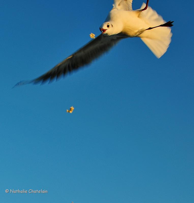 moiti&eacute;-de-mouette.JPG
