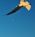 moiti&eacute;-de-mouette.JPG