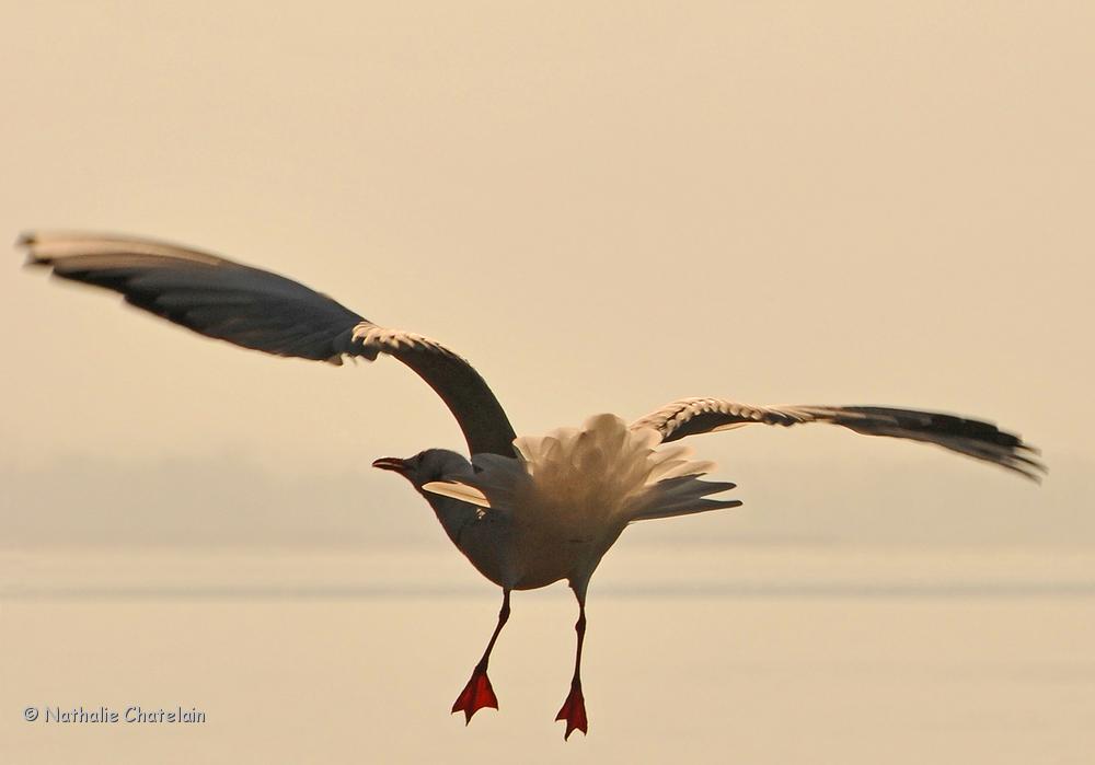 mouette-en-l&eacute;vitation.JPG