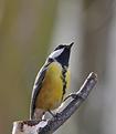 m&eacute;sange-charbonni&egrave;re.JPG